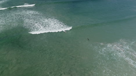antena de surfista montando olas y pelícano despegando frente a ellos, 4k