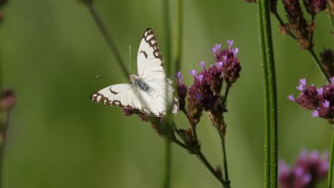 hermosa mariposa blanca con venas marrones se asienta en una planta alta de verbena