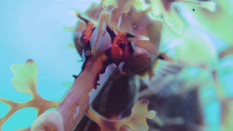 leafy sea dragon with eggs 4k slow motion south australia