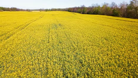 Toma-Aérea-De-Campos-De-Canola-Amarilla