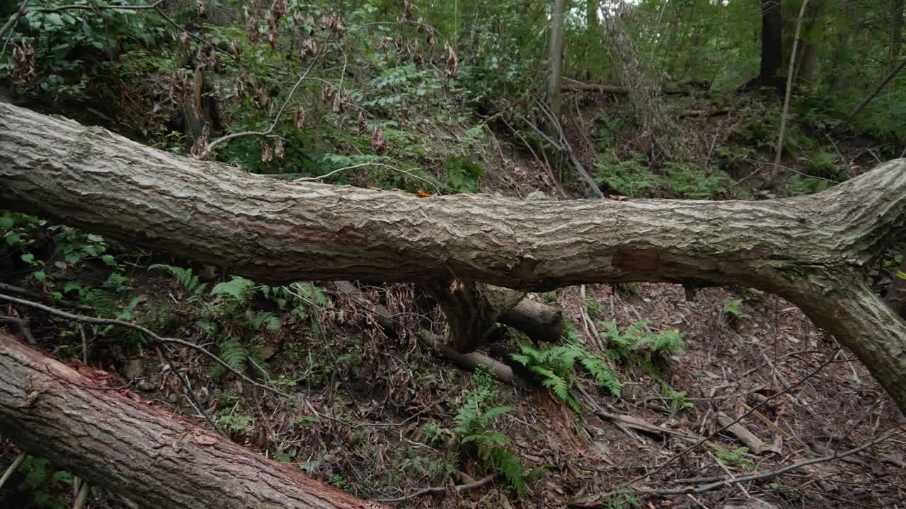 Panning shot of fallen tree and branches in Pennsylvania forest