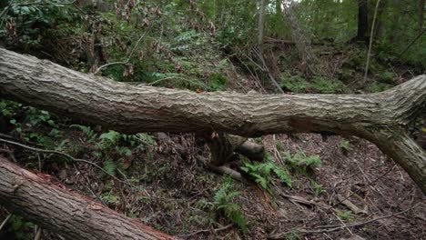 panning shot of fallen tree and branches in pennsylvania forest