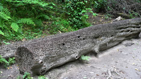 Old-and-new-coins-of-all-sizes-and-nations-hammered-into-a-fallen-wish-tree-in-St-Nectan's-Glen-near-Tintagel-in-northern-Cornwall