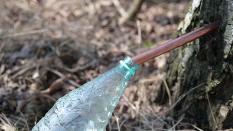 gros plan d'une bouteille en plastique remplie lentement de jus liquide sain d'eau de bouleau dérivée de la sève des bouleaux