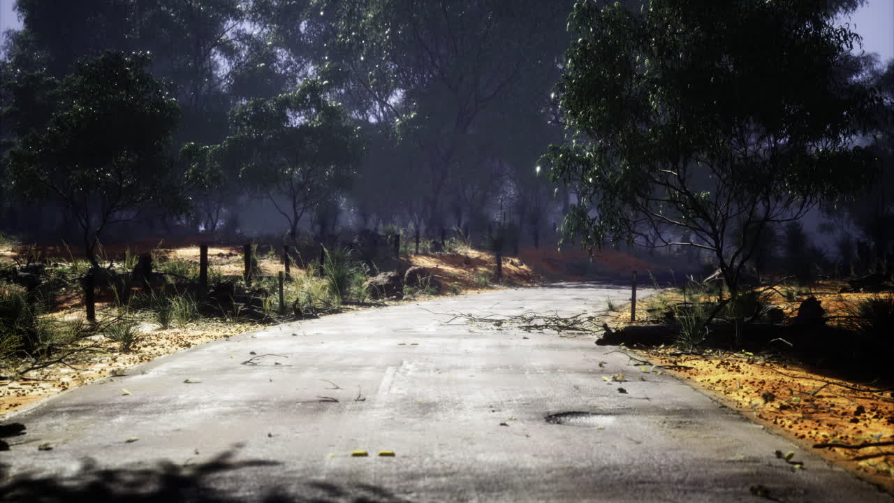 Mysterious forest path invites exploration under a foggy sky