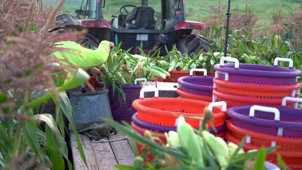 옥수수 밭에 있는 트랙터 뒤에 있는 평판에 바구니에 옥수수를 배열하는 농부의 근접 촬영