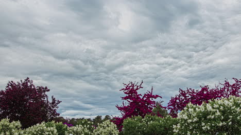 motion blur timelapse of trees with purple and white flowers moving on a cloudy day