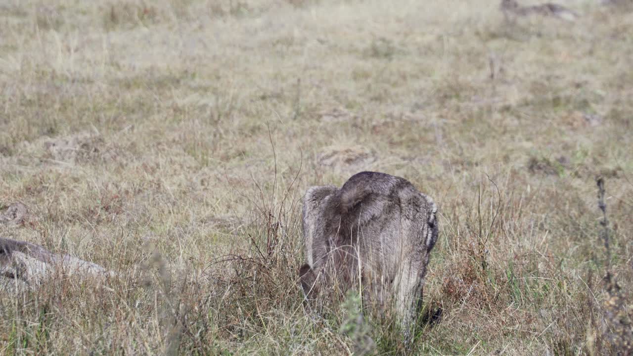 wallaby pastando en las praderas bajo la luz del sol
