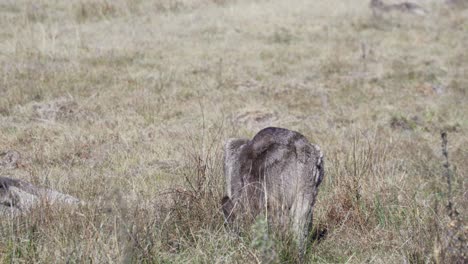 Wallaby-Pastando-En-Las-Praderas-Bajo-La-Luz-Del-Sol