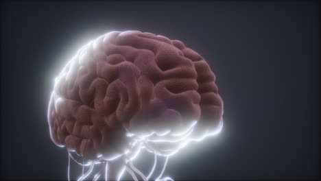 modelo animado del cerebro humano