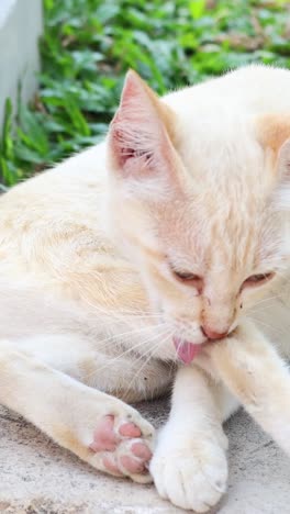 a cat licks and cleans its fur outside