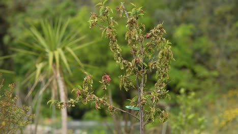 來自法國村莊花園的美麗花朵