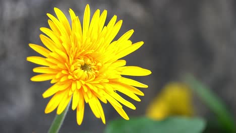 una sola flor de margarita de color amarillo para moverse en el viento.