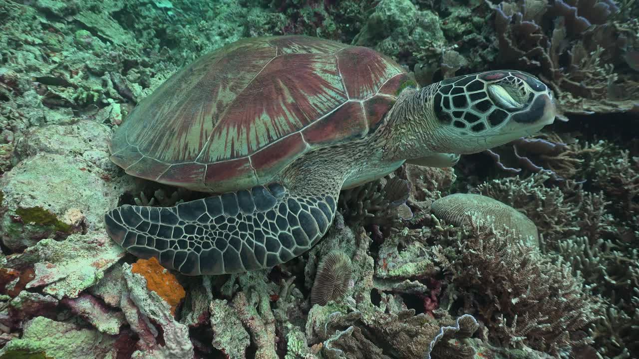 Green sea turtle with closed eye
