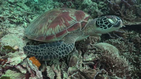 green sea turtle with closed eye