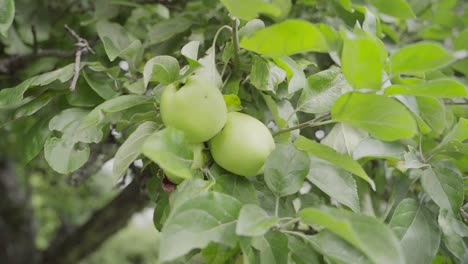 big green apples hanging on branch