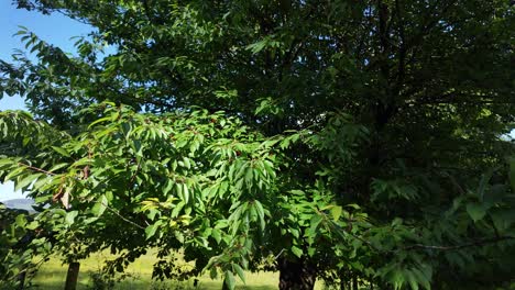 red cherry (prunus avium) on branch: fresh fruit hanging amidst green leaves