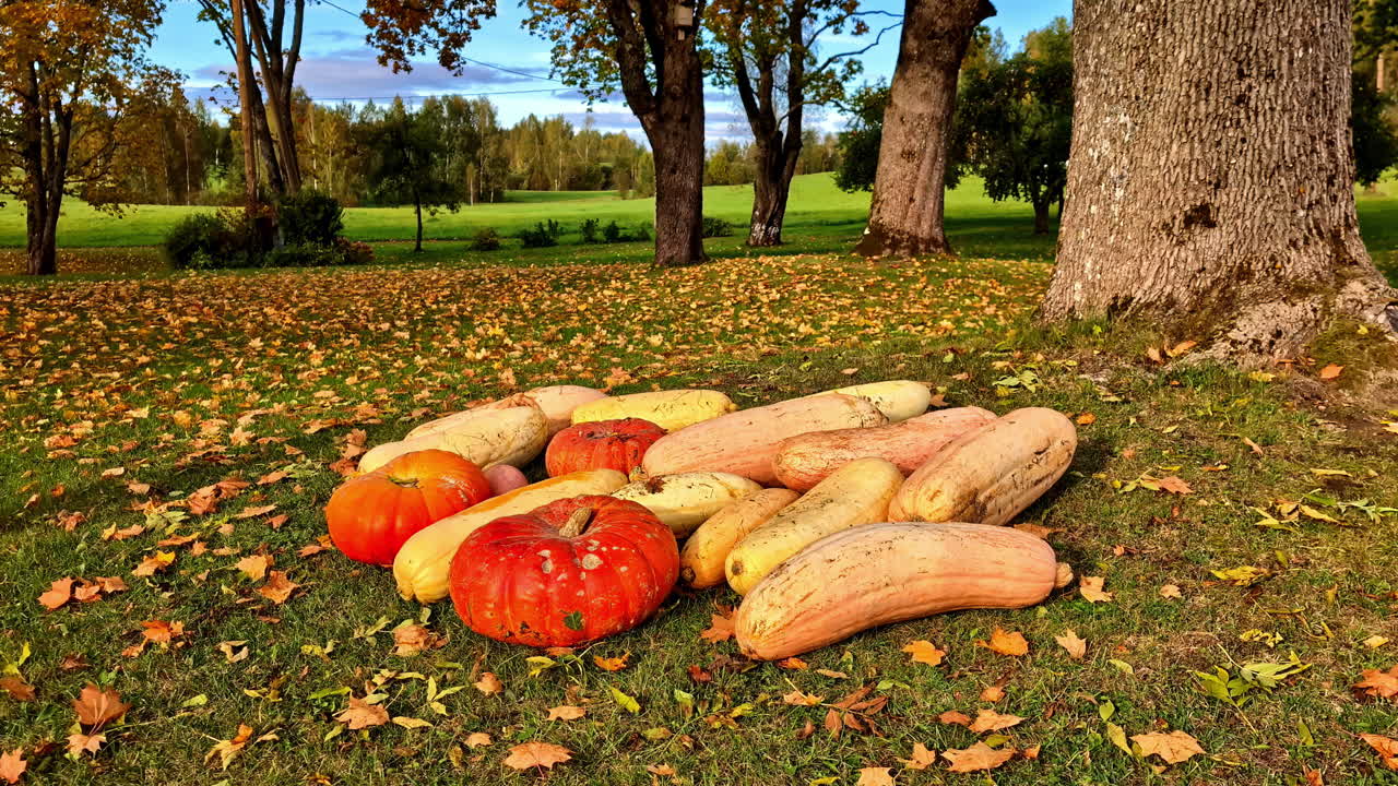 Autumn Harvest: Pumpkins and Gourds on the Ground