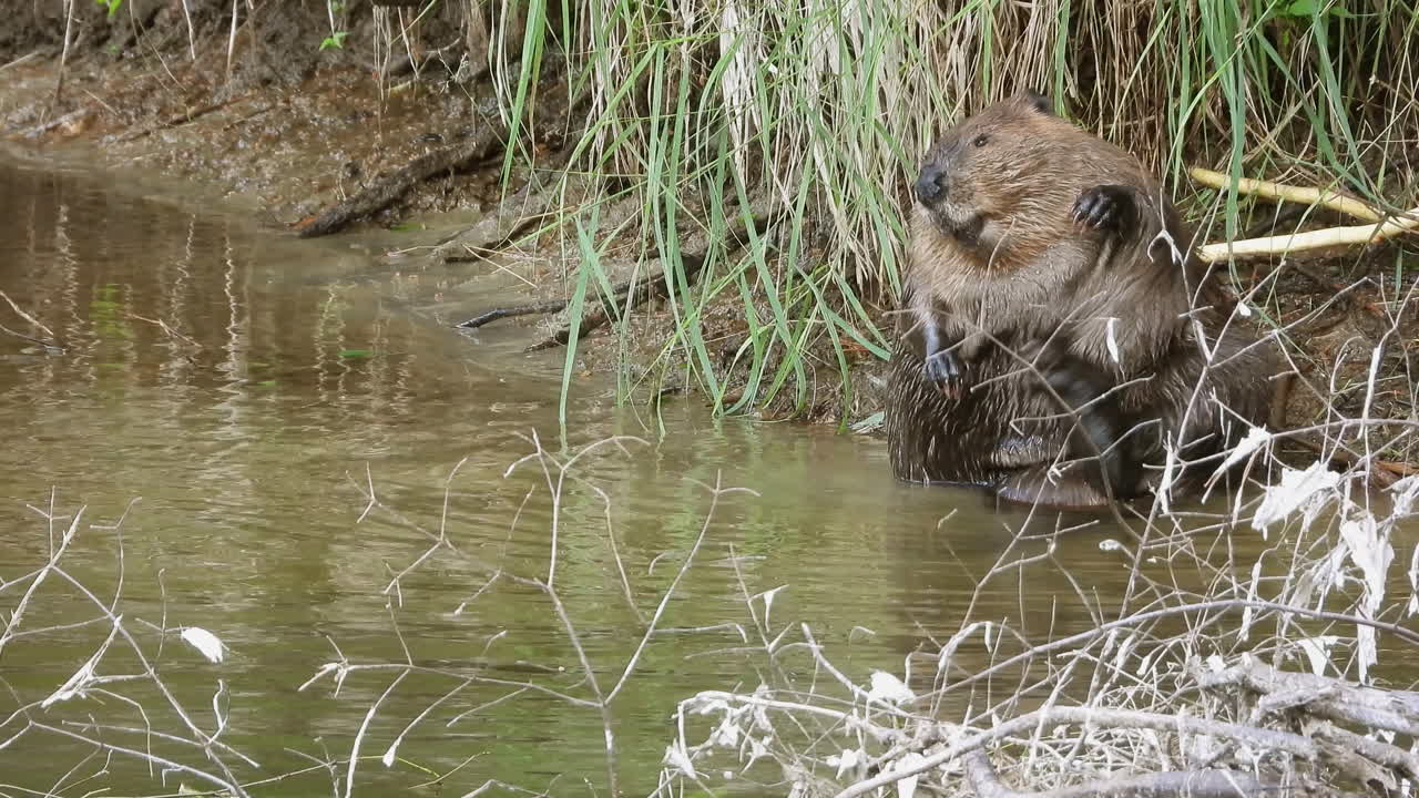 Castoro seduto in un lago che si gratta la pancia e si pulisce - inquadratura statica.