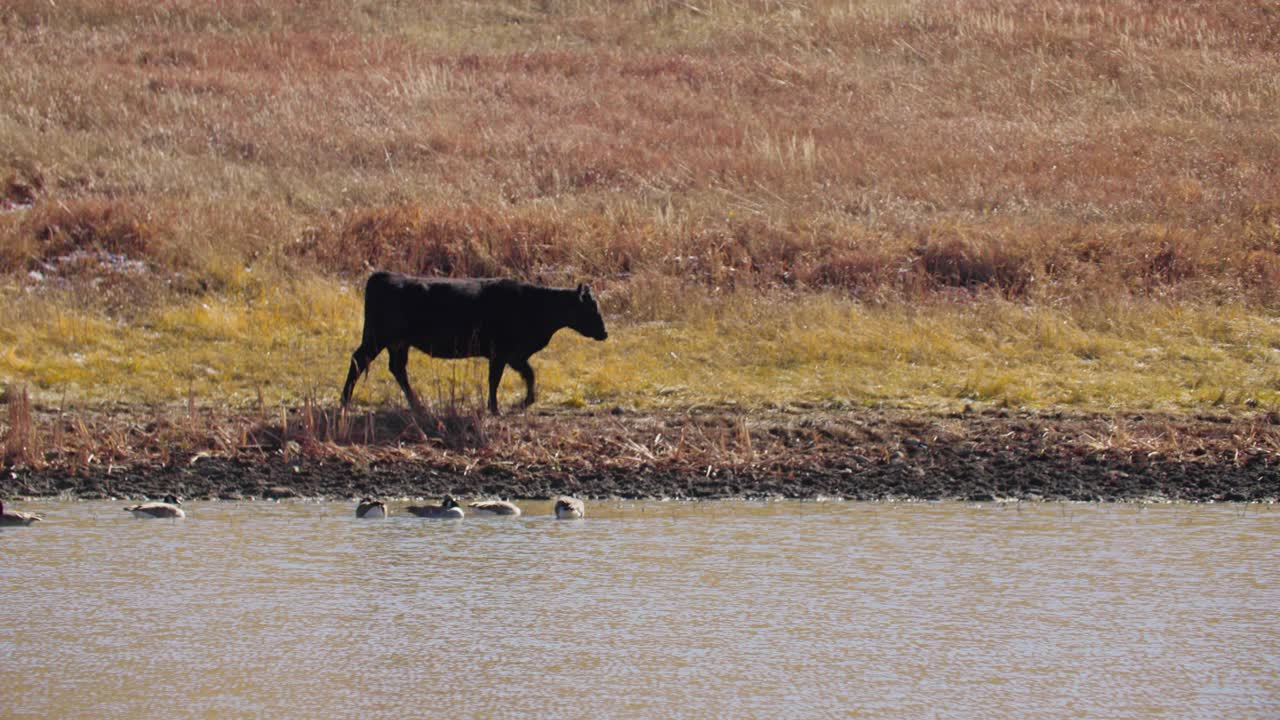 vaca caminando junto al embalse en colorado, rancho de ganado de colorado