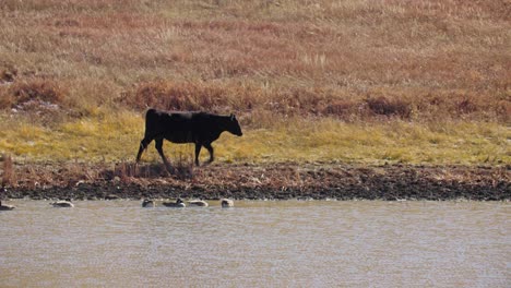 cow walking next to reservoir in colorado, colorado cattle ranch