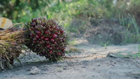 oil palm fruit cluster on the ground