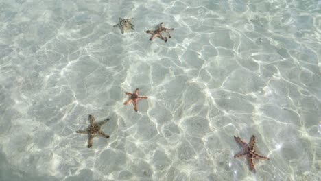 toma en cámara ultra lenta de un grupo de estrellas de mar en aguas poco profundas y claras filmadas desde arriba de la superficie