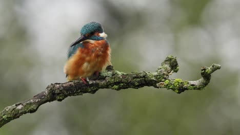 Adorable-colorful-bright-kingfisher-with-blue-feathers-sitting-on-a-thin-branch-against-blurred-background-in-nature