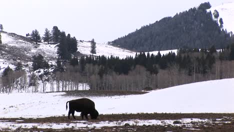 Un-Bisonte-Solitario-Busca-Comida-En-Un-Pequeño-Trozo-De-Tierra-Desnuda