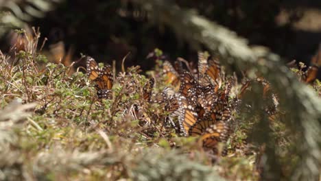 several monarch butterflies behind a branch on the ground in a forest