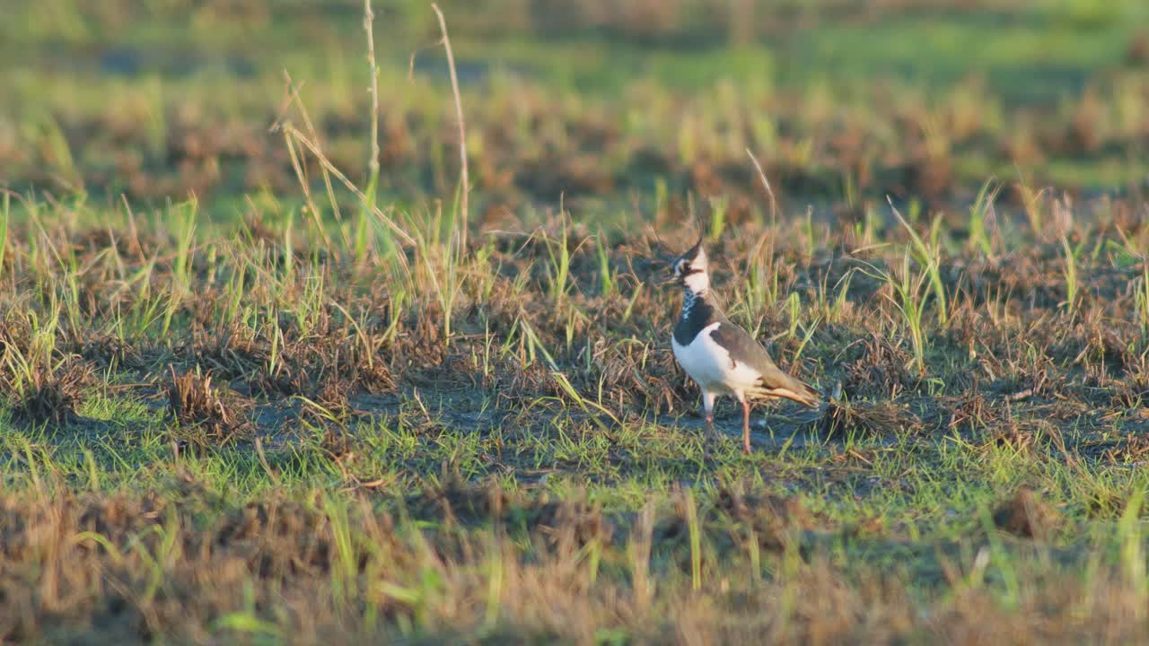 Lapwing di padang rumput terendam banjir pada awal musim semi memanggil anak-anaknya.