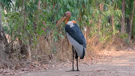 un gran pájaro de la familia de las cigüeñas común en el sur de asia y ahora en peligro de extinción debido a la pérdida de hábitat
