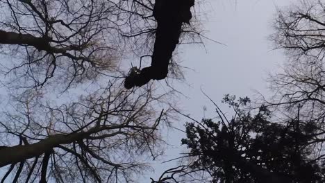 vertical video of looking up through the twigs and branches of a winter woodland forest, aerial