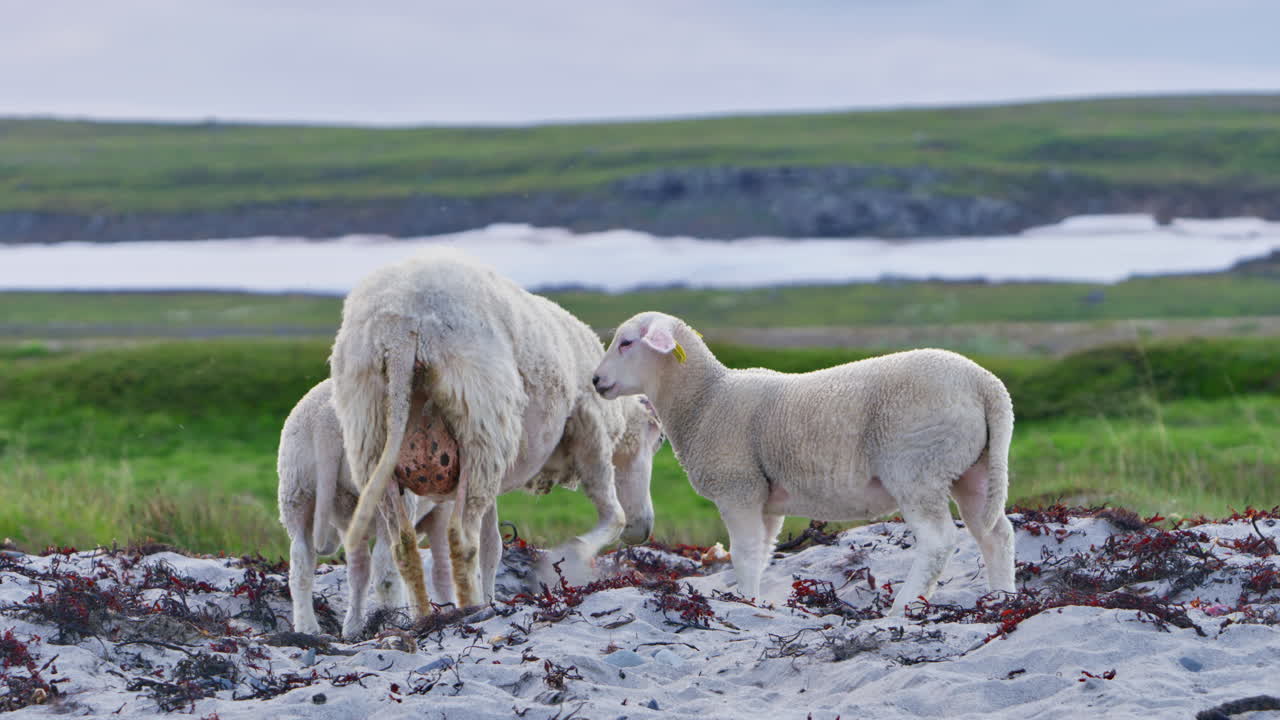 Two baby sheep and their mother ewe stand on a sandy arctic beach in front of a lush green field with a rocky mountain ridge with snow behind it. Shot near Vardø in Finnmark, northern Norway