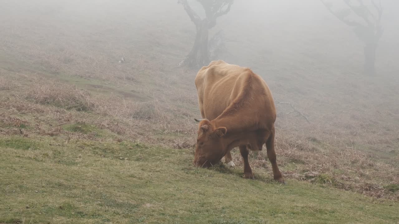 tiro estable de una vaca marrón de las tierras altas comiendo hierba en el bosque de laurissilva durante la niebla