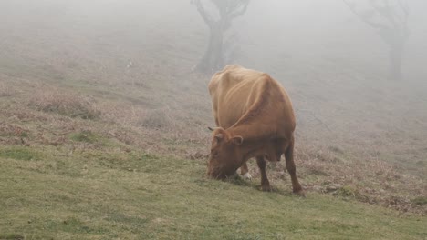 Stallaufnahme-Einer-Braunen-Hochlandkuh,-Die-Während-Des-Nebels-Gras-Auf-Dem-Laurissilva-Wald-Frisst