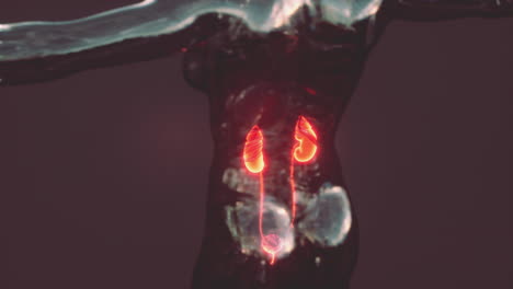 Menschlicher-Körper-Mit-Nieren-Und-Harnblase