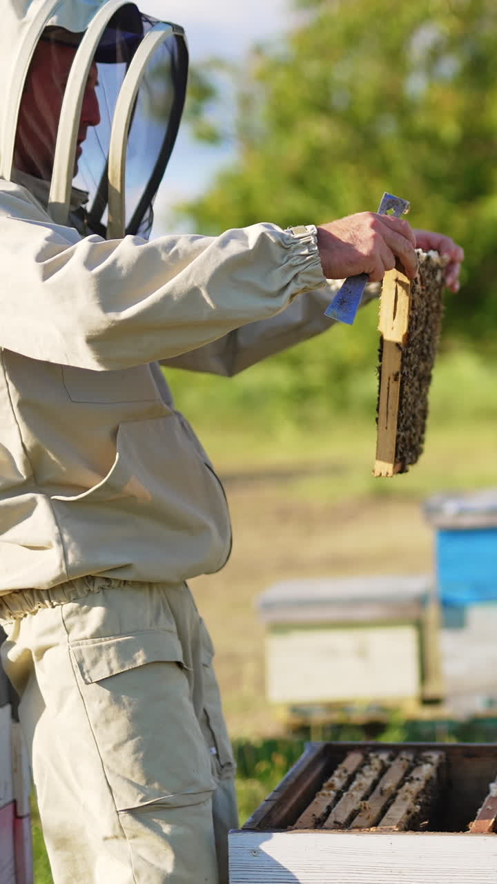 Man in special protective outfit working on his bee farm. Beekeeper pulls a full frame out of hive rising it to the level of his eyes. Blurred backdrop. Vertical video