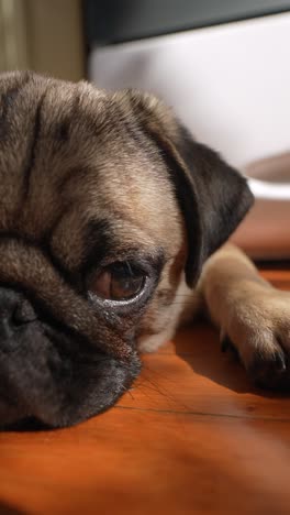 close-up of a pug puppy