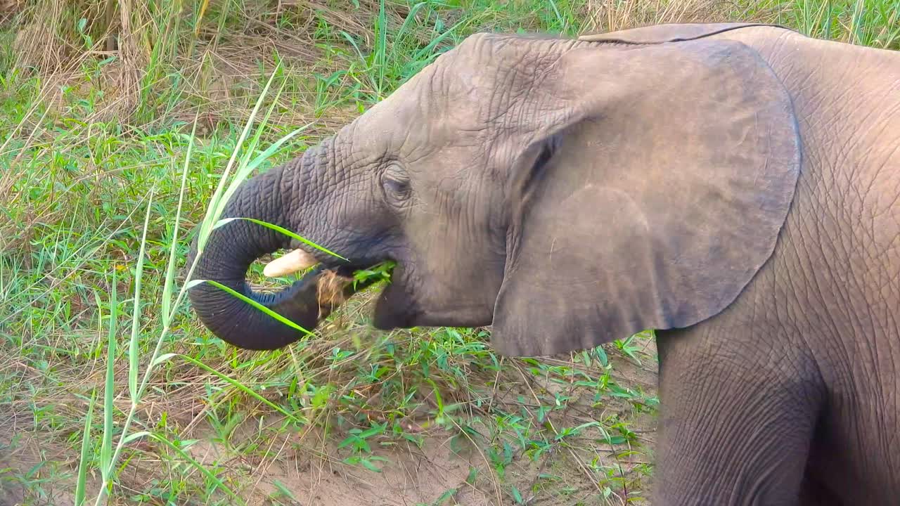 bebé elefante comiendo hierba