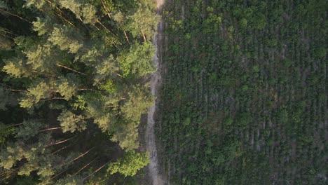 Ojo-De-Pájaro-Aéreo-Sobre-La-Tala-De-árboles-Forestales-Después-De-La-Sequía-Y-La-Plantación-De-Nuevos-árboles-En-La-Naturaleza