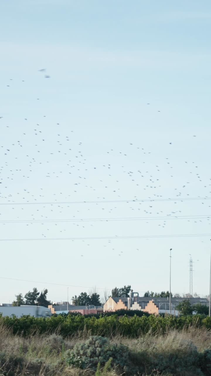 Large flock of birds flying over a rural landscape with power lines
