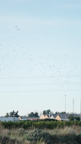 large flock of birds flying over a rural landscape with power lines