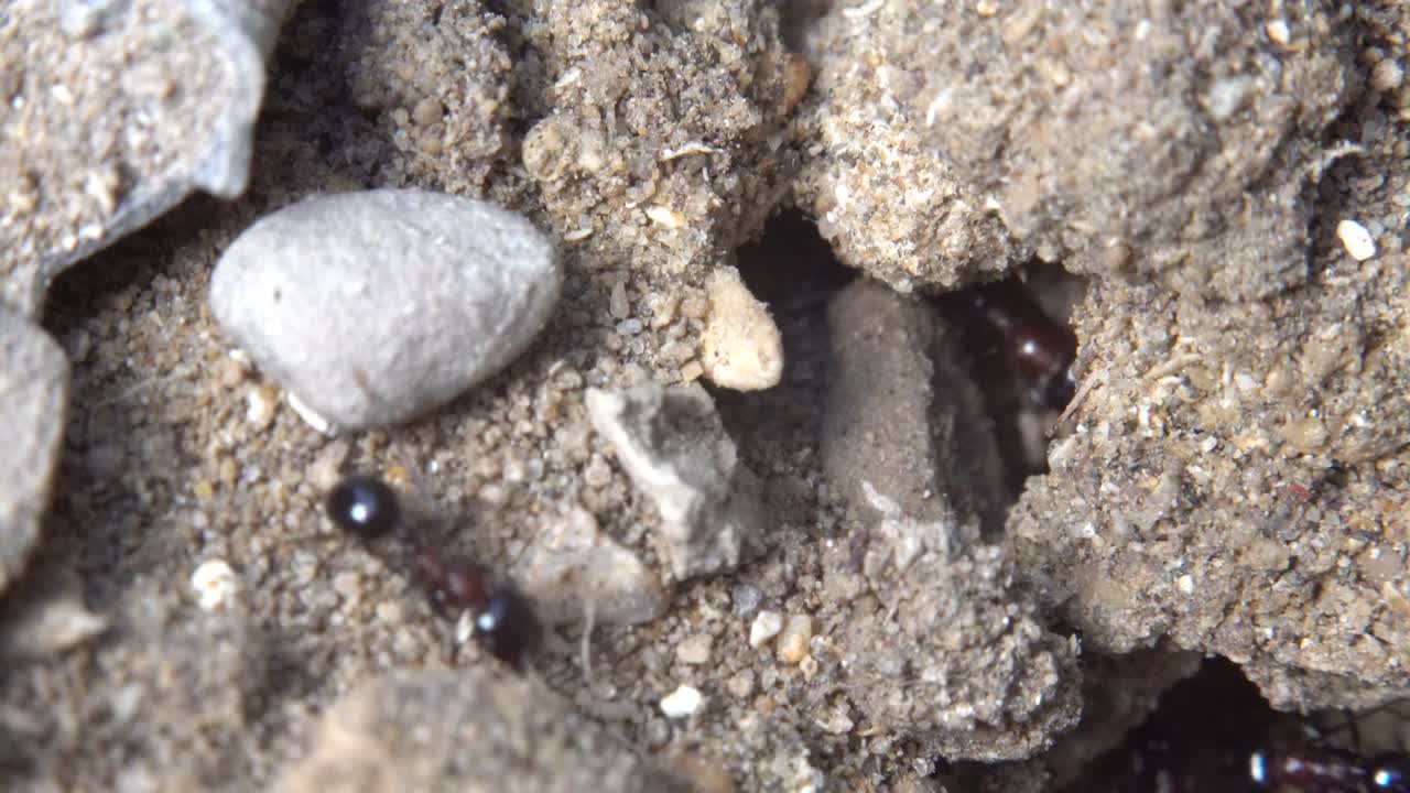 개미들은 개미집으로 달려갑니다. 아침 빛. 개미 공동체. 극심한 매크로 클로즈업.