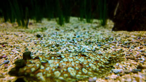 closeup of flounder fish underwater in aquarium tank.