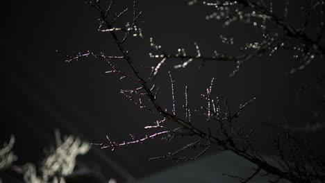 Close-Up-Of-Leafless-Tree-Branches-And-Twigs-With-Hoarfrost-On-A-Winter-Night