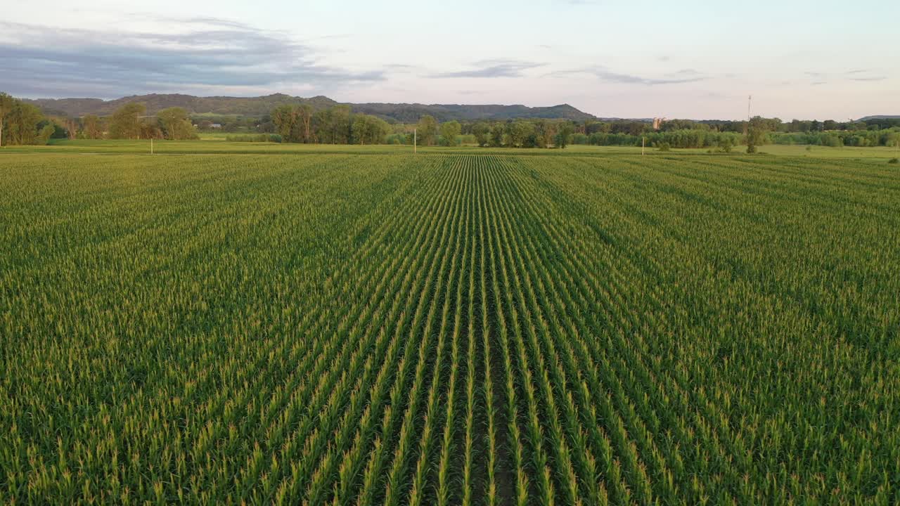 Aerial View of Green Cornfield Rows in Rural Landscape