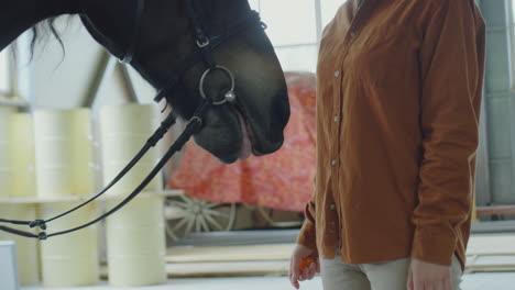 close-up of a horse taking a treat from a person