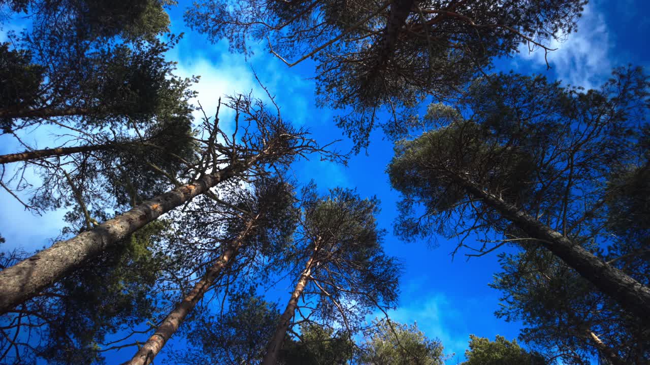 Static shot facing straight up in a forest, seeing the treetops and the blue sky. The sun comes in and out of the clouds shifting the trees from being hit with sunlight to being in shadow.