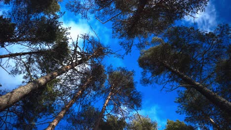 static shot facing straight up in a forest, seeing the treetops and the blue sky. the sun comes in and out of the clouds shifting the trees from being hit with sunlight to being in shadow.